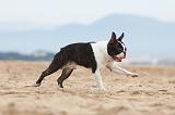 BOSTON TERRIER 408